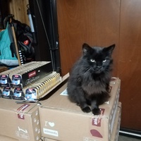 photo de livraison pour Chat de Gout'hier sans Toit