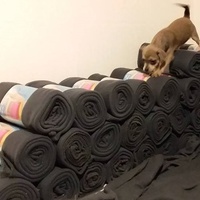 photo de livraison pour Une Truffe et des Pattes