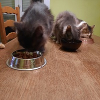 photo de livraison pour Capucine et Compagnie