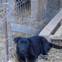 photo de livraison pour Animal Shields Oradea
