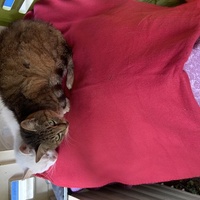 photo de livraison pour Un Ronron d'Espoir 33