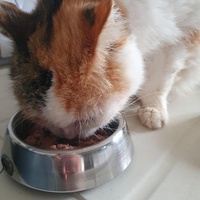 photo de livraison pour Animalove