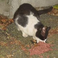 photo de livraison pour Chat Libre de l'Ile du Ramier