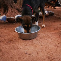 photo de livraison pour Help Adopt Moroccan Animals