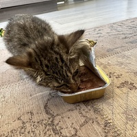 photo de livraison pour SOS Chat 93