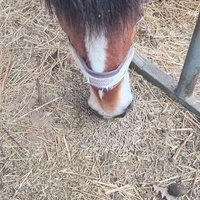 photo de livraison pour Equi-Libre : Droit à la Retraite Equine