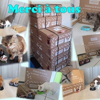 photo de livraison pour Association AmiCat