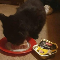 photo de livraison pour Les Chats-Pitresdelavi-Ste