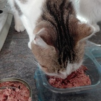 photo de livraison pour Adopte Un Matou
