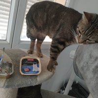 photo de livraison pour Les Pattounes de l'Espoir