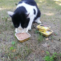 photo de livraison pour Chat L'Heureux Chat l'Ange et Cie