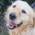 photo animal