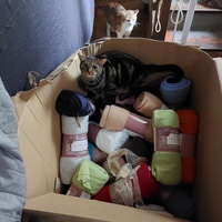 photo de livraison pour Les Chats de Cooper