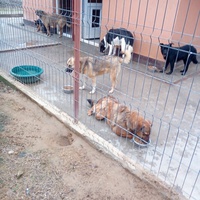 photo de livraison pour Viata Animalelor