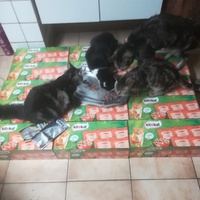 photo de livraison pour Aide Aux Chats Sans Logis