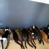 photo de livraison pour Pour l'Amour des Chats