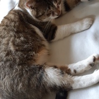 photo de livraison pour Pour l'Amour des Chats