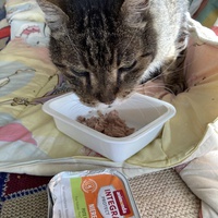 photo de livraison pour Ecole du Chat des Alpilles