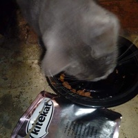 photo de livraison pour L'Arche de Marie - Mes Amours de Chats