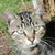 photo animal