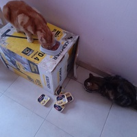 photo de livraison pour Les Amis de Michouette