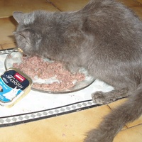 photo de livraison pour Protection Animale Berroise