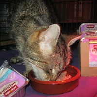 photo de livraison pour Au Bonheur des Chats Libres