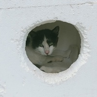 photo de livraison pour Les chats libres de Caro