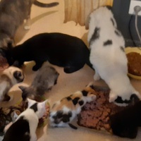 photo de livraison pour Pour l'Amour des Chats