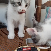 photo de livraison pour Bien vivre avec les Chats Sallélois