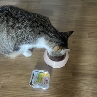 photo de livraison pour Les Chats De QUEAUX
