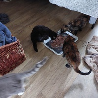 photo de livraison pour Les Chats de Cooper