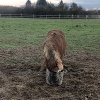 photo de livraison pour Les Chevaux d'Elo