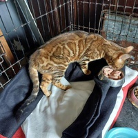 photo de livraison pour Les Chats de Cooper