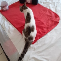 photo de livraison pour Les Chats de la Rue