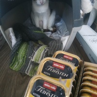 photo de livraison pour Les Pattounes de l'Espoir