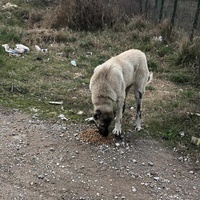 photo de livraison pour Civic Initiative Kane Korzo Skopje
