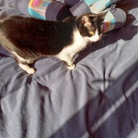 photo de livraison pour Les Amis de Michouette