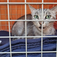 photo de livraison pour Les Chats Libres de Montfrin