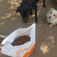 photo de livraison pour Friends for second hand paws vzw