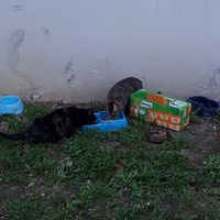 photo de livraison pour Terre des Bêtes
