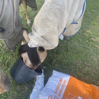 photo de livraison pour Espoir au Galop