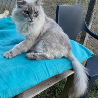 photo de livraison pour Ecole du Chat de Poitiers