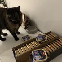 photo de livraison pour Les Chats Libres de Mirepeisset