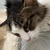 photo animal