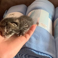photo de livraison pour Les chats Port-Saint-Louisiens