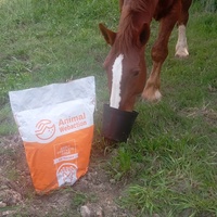 photo de livraison pour Happy Horse Day