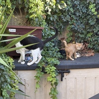 photo de livraison pour Chat Gratouille