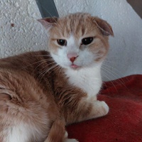 photo de livraison pour Les Chats de Cooper