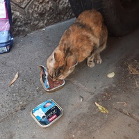 photo de livraison pour Coursan Chats